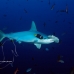 shark_hammerhead_scalloped_ci_h_120303_cr.jpg